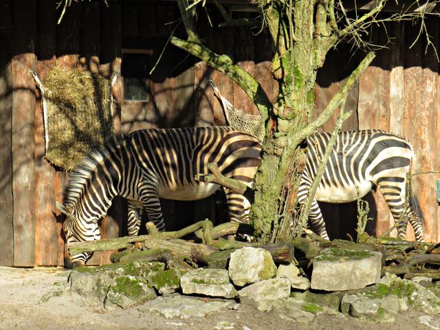 Zebras | Foto: Brigitte Melder