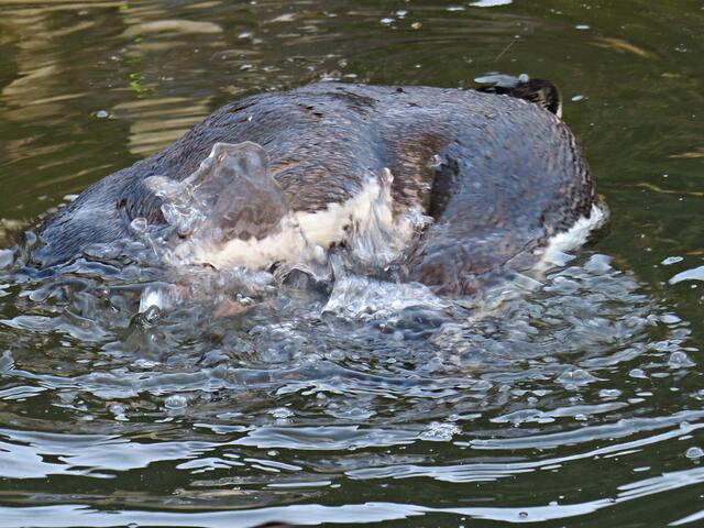 Badetag | Foto: Brigitte Melder