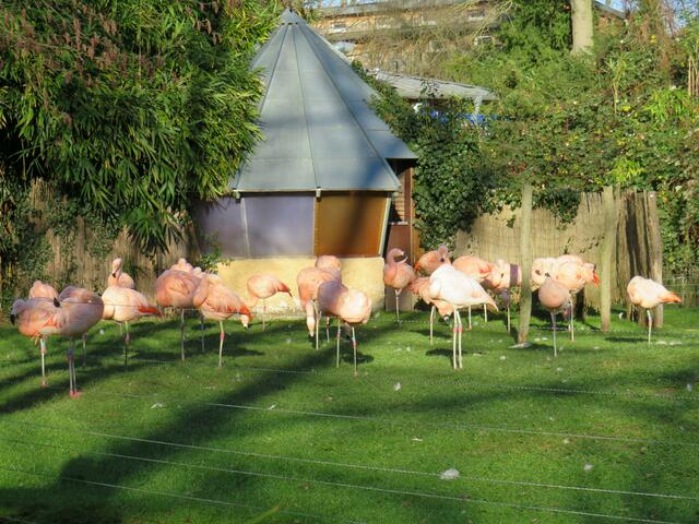 Flamingos | Foto: Brigitte Melder