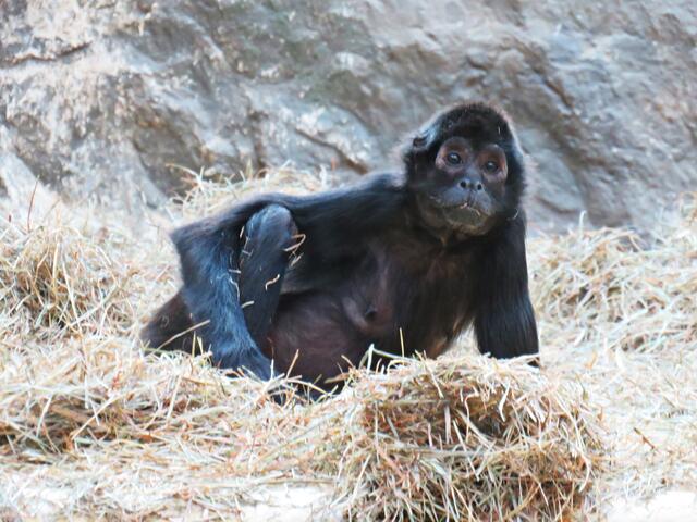 Braunkopfklammeraffe | Foto: Brigitte Melder