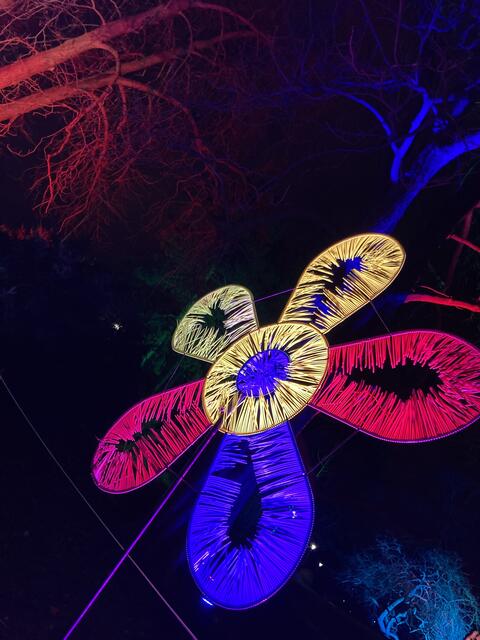 Die Winterlichter im Luisenpark finden vom 1. Januar bis 2. Februar 2025 statt. 

Update: Die Winterlichter im Luisenpark wurden um zwei Wochen bis zum Sonntag, 16. Februar 2025 verlängert.
 | Foto: Anouar Touir