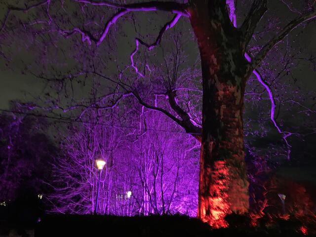 Die Winterlichter im Luisenpark finden vom 1. Januar bis 2. Februar 2025 statt. 

Update: Die Winterlichter im Luisenpark wurden um zwei Wochen bis zum Sonntag, 16. Februar 2025 verlängert.
 | Foto: Anouar Touir
