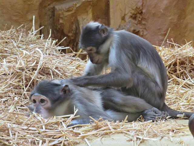 Weißscheitelmangaben | Foto: Brigitte Melder