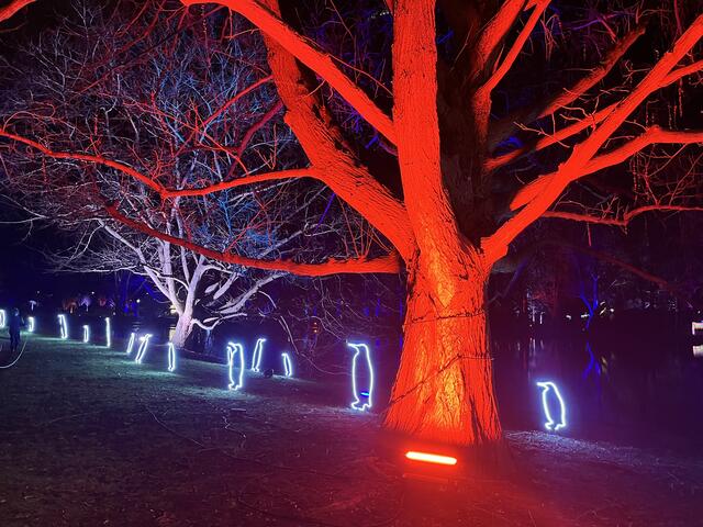 Die Winterlichter im Luisenpark finden vom 1. Januar bis 2. Februar 2025 statt. 

Update: Die Winterlichter im Luisenpark wurden um zwei Wochen bis zum Sonntag, 16. Februar 2025 verlängert.
 | Foto: Anouar Touir