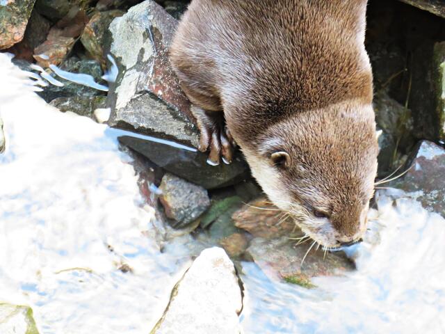 Kurzkrallenotter | Foto: Brigitte Melder