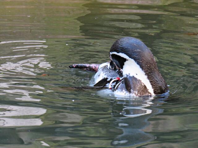 Foto: Brigitte Melder