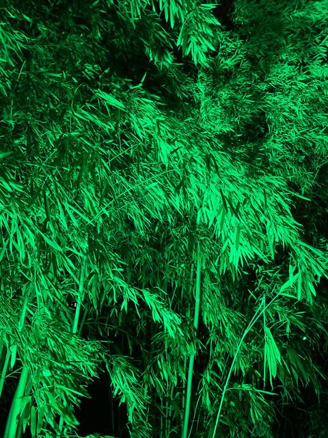 Die Winterlichter im Luisenpark finden vom 1. Januar bis 2. Februar 2025 statt. 

Update: Die Winterlichter im Luisenpark wurden um zwei Wochen bis zum Sonntag, 16. Februar 2025 verlängert.
 | Foto: Anouar Touir