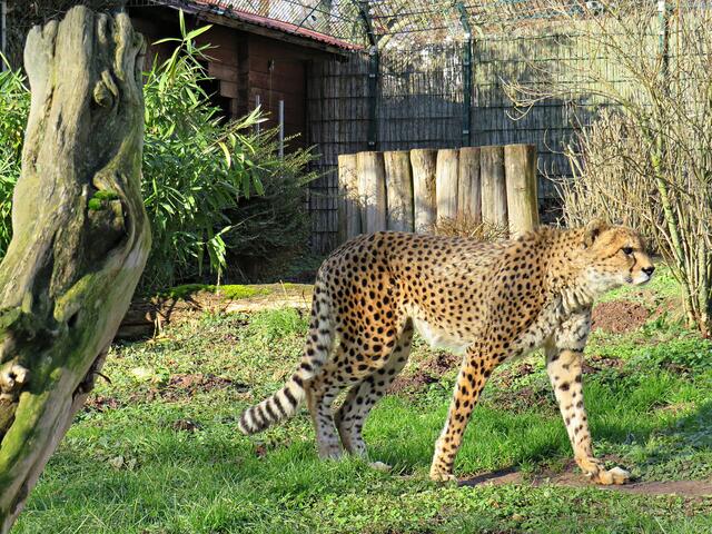 Gepard | Foto: Brigitte Melder