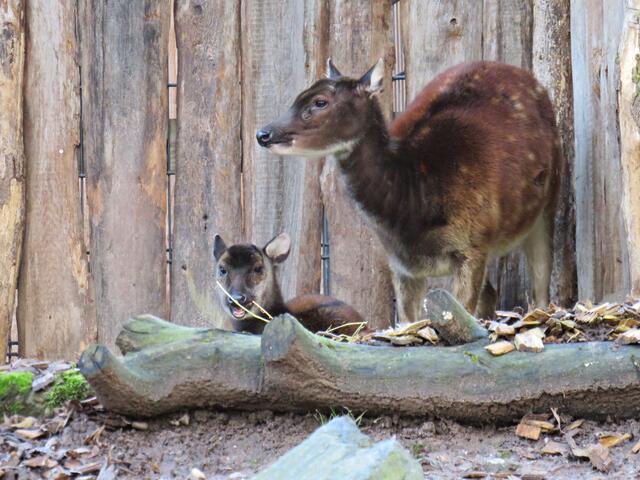 Prinz-Alfred-Hirsche | Foto: Brigitte Melder