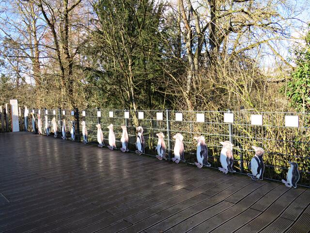 Hier sieht man sämtlich Sorten Pinguine aufgereiht | Foto: Brigitte Melder