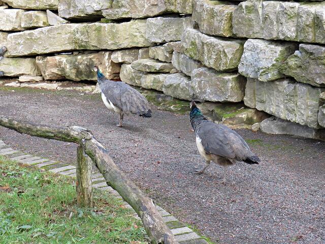 Strauße | Foto: Brigitte Melder