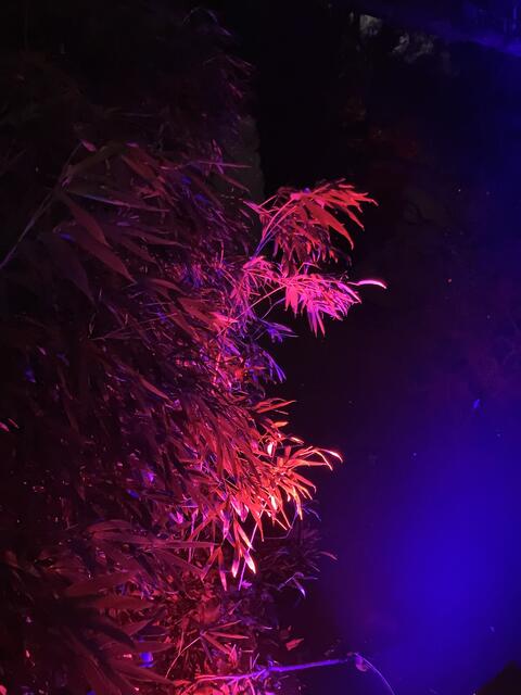 Die Winterlichter im Luisenpark finden vom 1. Januar bis 2. Februar 2025 statt. 

Update: Die Winterlichter im Luisenpark wurden um zwei Wochen bis zum Sonntag, 16. Februar 2025 verlängert.
 | Foto: Anouar Touir