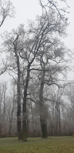 Foto: Karin Bandomir