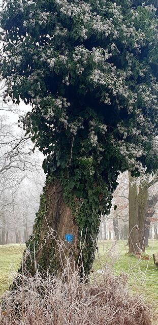 Foto: Karin Bandomir