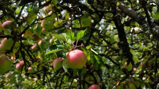 am 11. Januar wird der "Tag des deutschen Apfels" gefeiert | Foto: Heike Schwitalla