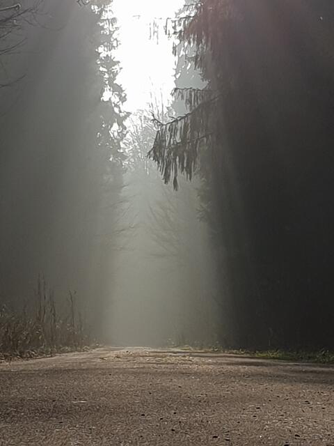 Der Pfälzerwald gilt nicht umsonst als die grüne Kathedrale der Pfalz | Foto: Ralf Vester