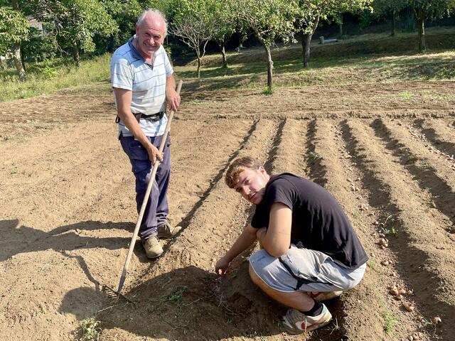 Auf kleinen Parzellen, umgeben vom Zauber der Lattari-Berge, kultiviert Familie Caso den edlen Safran in reinster Natur, ohne chemische Hilfsmittel. Jeder Schritt – von der Pflanzung bis zur Ernte – wird mit Liebe und Hingabe von Hand durchgeführt. Die zarten Blüten werden frühmorgens sorgfältig geerntet, und die roten Narben, die zu Safran werden, sind ein exquisites, einmaliges Erzeugnis in dieser Ecke Italiens. | Foto: Daniel Basler