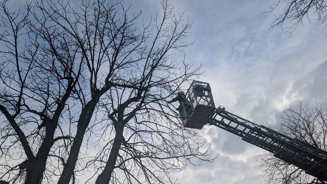  Mithilfe der Drehleiter konnte der Ast entfernt und die Gefahr beseitigt werden. | Foto: Feuerwehr Haßloch
