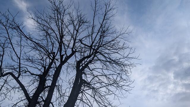 Foto: Feuerwehr Haßloch