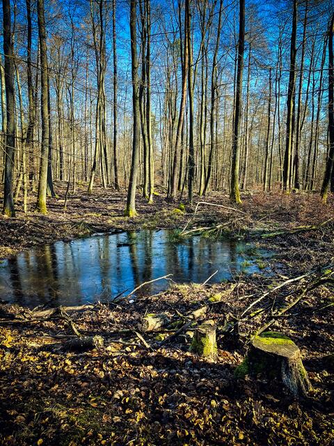 Hier wälzten sich die einst in der Landwirtschaft eingesetzten Esel, inzwischen sind es wohl eher die Wildschweine | Foto: Cornelia Bauer