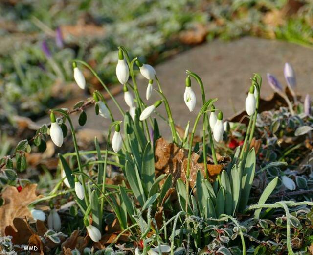 Hier sind die Blüten der Schneeglöckchen noch nicht geöffnet.  | Foto: Marlene Deck
