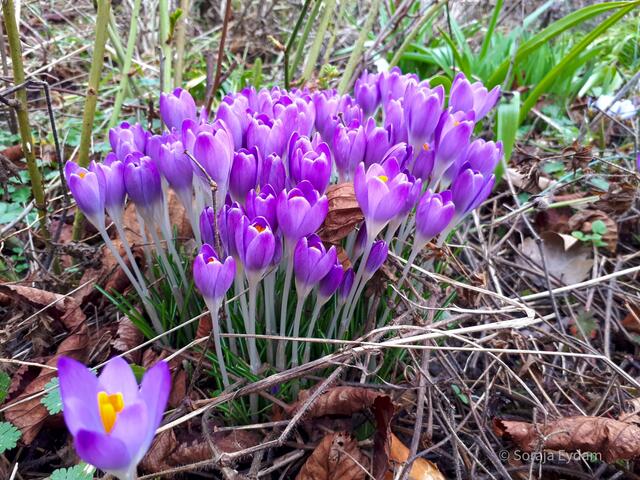 Krokus, der Vorbote des Frühlings | Foto: Soraja Eydam