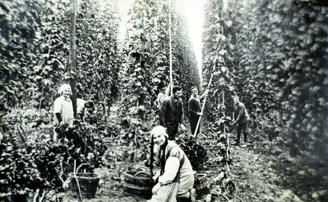 Hopfenplantage in Dudenhofen | Foto: Fotofundus Leibig - Repro: cke