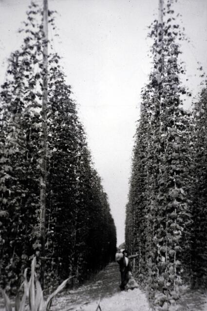 Hopfenstück - wohl Nähe Zollhäuser Weg in Dudenhofen | Foto: Fotofundus Leigig - Repro: cke.