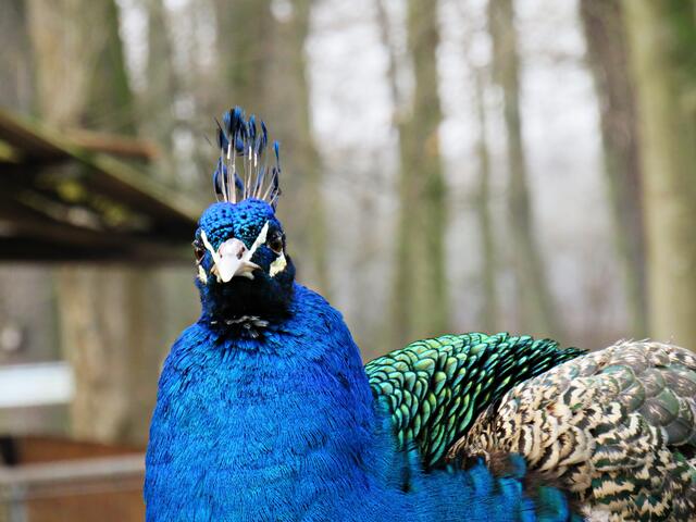 Der Pfau mit seinen wunderschönen Farben | Foto: Brigitte Melder