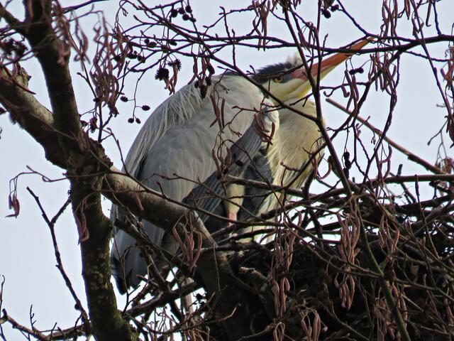 Im falschen Nest, der Reiher | Foto: Brigitte Melder