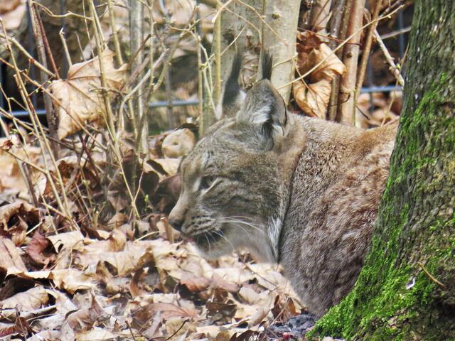 Entdeckt: Der Luchs | Foto: Brigitte Melder