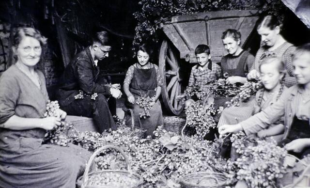 Hopfenblüten zupfen in Dudenhofen | Foto: Fotofundus Leibig - Repro: cke