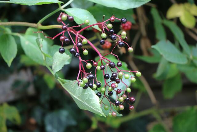Schwarze Johannisbeeren sind ein beliebter Snack im Sommer. | Foto: Heike Schwitalla