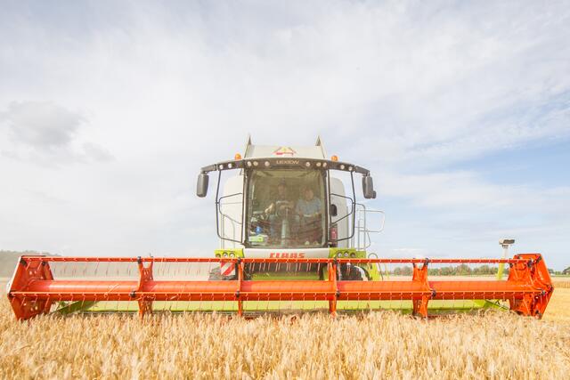Hier wird Weizen geerntet | Foto: Roland 