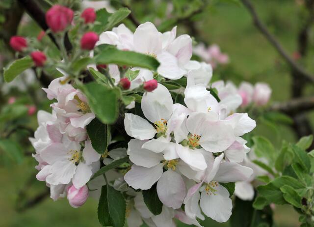 An der Apfelblüte kann man sich niemals sattsehen | Foto: Monika Klein