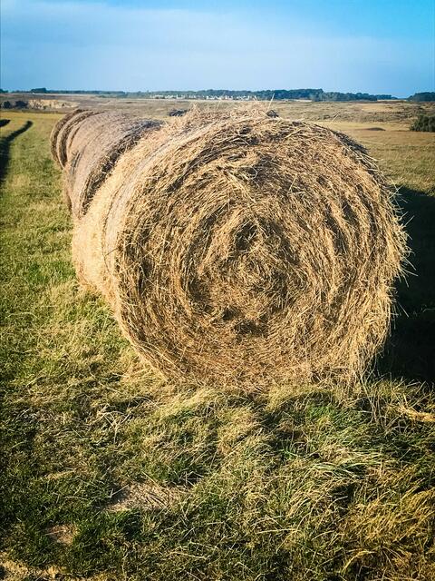 Je nach Witterung wird im Juni oder Juli Heu geerntet. | Foto: Cornelia Bauer