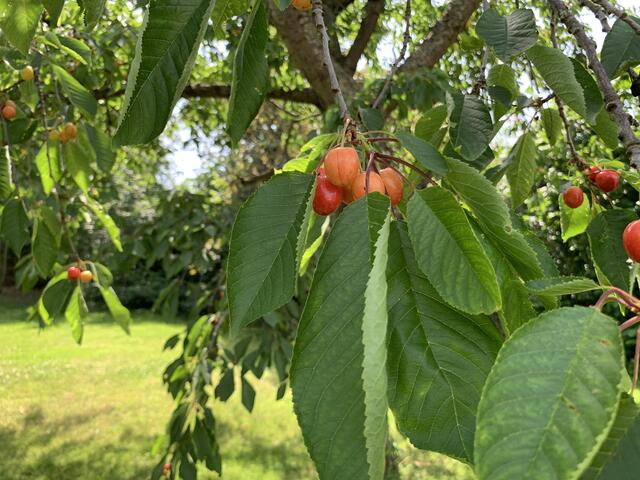Die Süßkirsche reift schon früh im Sommer | Foto: Laura Braunbach
