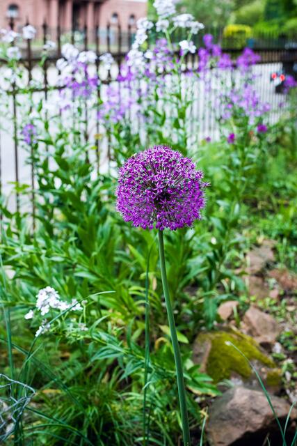 Im Sommer erstrahlt der Garten in bunten Farben | Foto: Cornelia Bauer