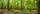 Wald Symbolbild | Foto: DZiegler/stock.adobe.com