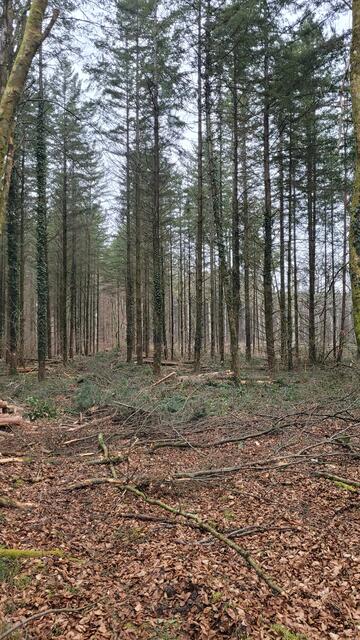 Douglasienwald nach der "Waldpflege" | Foto: Andrea Abt