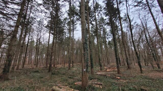 Douglasienwald nach Durchforstung | Foto: Andrea Abt