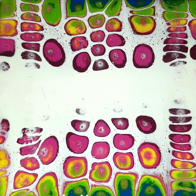 Titel: Echooo
Entstehungsjahr: 2021
Medium: Acrylic Pouring auf Leinwand (20x20cm)
Technik: Swirl | Foto: Manuel Grümmer