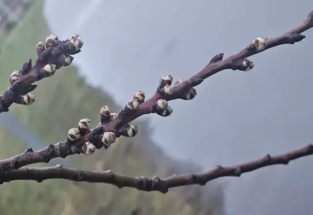 Mandelblütenknospe am 25. Februar 2025 | Foto: Eva Bender