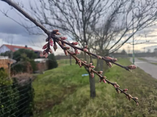 Bei Hagel, Regen und Sonnenschein: Blütenstand am 28.02.2025 | Foto: Eva Bender