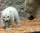 Der kleine Eisbär wird ab dem 12. März für Zoobesucher zu sehen sein | Foto: Zoo Karlsruhe, Timo Deible