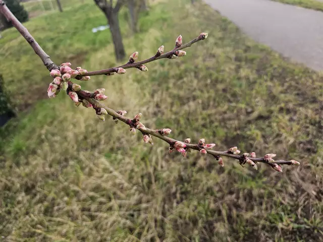 Blütenstand am 01.03.2025 | Foto: Eva Bender 
