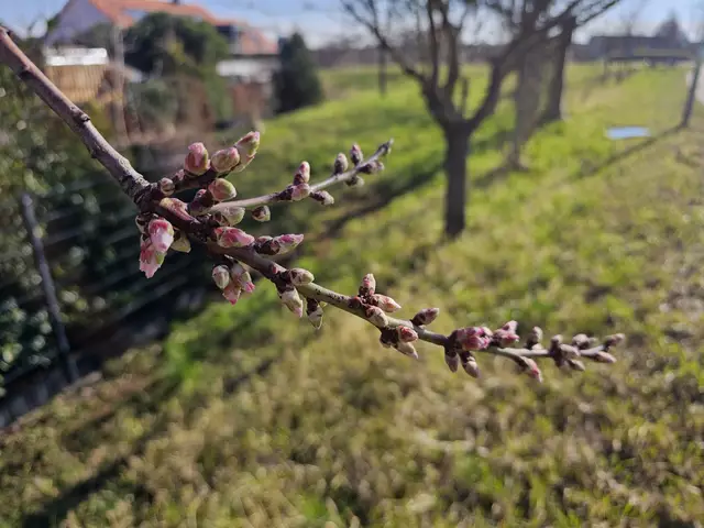 Die Sonne kitzelt, lange dauert es nicht mehr: Blütenstand am 02.03.2025 | Foto: Eva Bender