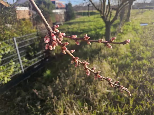 Blütenstand Mandelblüte am 03.03.2025 | Foto: Eva Bender 