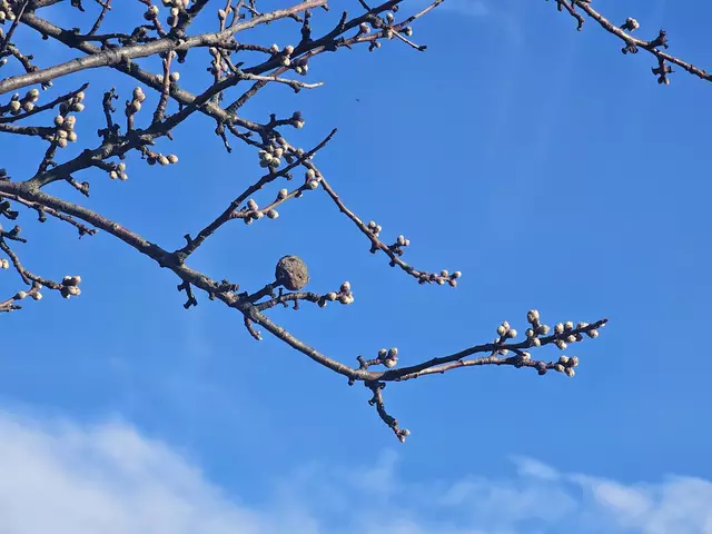 Blütenstand am 03.03.2025 | Foto: Eva Bender