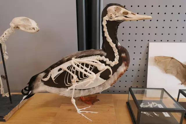 Offene Forschungswerkstatt: Ente | Foto: Pfalzmuseum für Naturkunde